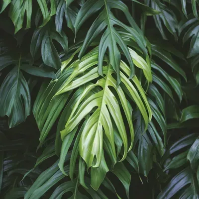 Tropical Palm Layers custom photo booth backdrop, design PB-C038