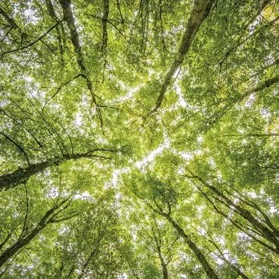 Sunlit Forest Canopy custom photo booth backdrop, design PB-C039